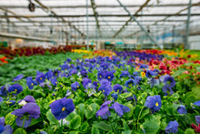 Blooming Violets Grown In Modern Greenhouse, Selective Focus