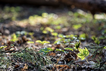 Spring sun rays illuminate the green young grass. The spring came. Light leaves on a dark background. The young on the old.