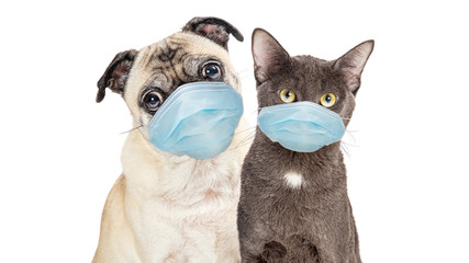 Wall Mural - Cat and Dog Wearing Protective Surgical Face Masks