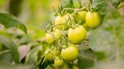 green tomatoes growing in the greenhouse. unripe tomatoes hanging on a branch. organic farming.first harvest vine mature bush in a garden. Horticulture.