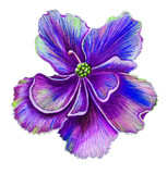 Fototapeta Motyle - Tender violet flower isolated on white background. Hand   drawn coloredpencils art. Botanical illustration.
