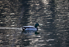 Duck Swim Somewhere On The Water