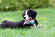 Młody pies, szczeniak leżący na trawie. Young dog
