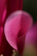 Kwitnąca różowa magnolia makro