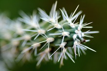 Close Up Of Cactus Plant