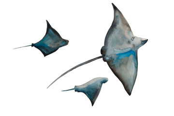 watercolor of giant stingrays dive into the water. Original blue illustration of common eagle ray and two stingrays in differetn poses