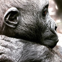 Close Up Of Gorilla