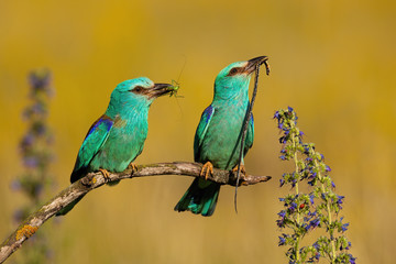 Proud european roller, coracias garrulus,s holding a snake and grasshopper in courting season at sunrise. Two blue birds sitting in sun from front view with a catch. Concept of animal love.