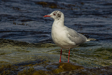 Wall Mural - The black-headed gull (Chroicocephalus ridibundus) stands on the Black Sea in the surf and looks for prey