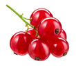 Red currant isolated. Currant red on white background. Currant red isolated. Currants on white. Currant on branch.