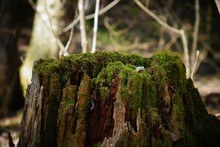 Close-up Of Moss Growing On Tree Stump