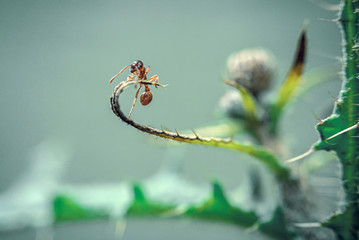 ant 