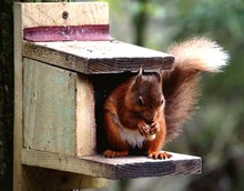Squirrels Eating Food In Birdhouse
