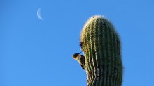 Low Angle View Of Gila Woodpecker Perching On Saguaro Against Clear Blue Sky
