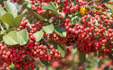 Canvas Print - Frutos vermelhos de aroeira