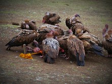Vultures Feeding On Human Body On Field