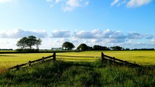 Yellow Field Behind Fence