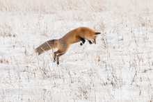 Red Fox Pounce