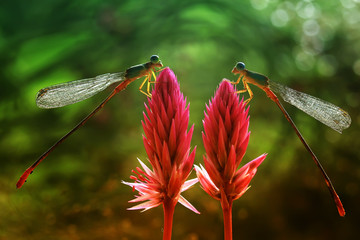 Damselflies