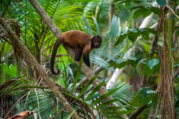 Wall Mural - Crested capuchin photographed in Linhares, North of Espirito Santo. Southeast of Brazil. Atlantic Forest Biome. Picture made in 2018.