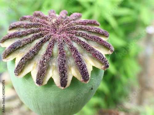 Fotografía Macro Shot Of Green Oriental Poppy Flower
