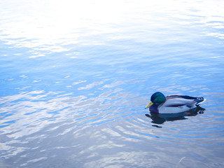 wild duck swum in lake.