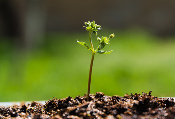 Little plant growing on soil with sunlight