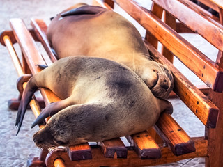 two galapagos sea lions on bench, sleeping, cute, wildlife, wild, mammal