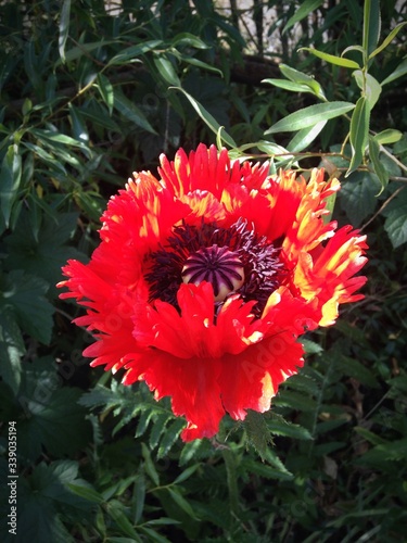Fotografía Close-up Of Oriental Poppy Blooming In Garden