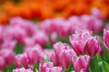 Wall Mural - Beautiful tulip flowers with blured background in the garden. Pink tulip flowers.