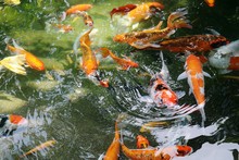 High Angle View Of Koi Fish Swimming In Pond