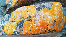 Close-up Of Lichen On Rock