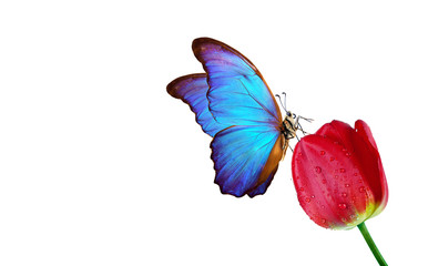 Aufkleber - colorful tropical blue morpho butterfly on tulip flower isolated on white. copy space
