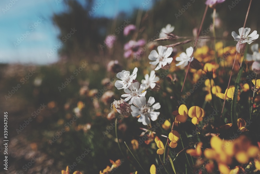 Wildflowers Blooming Outdoors - obrazy, fototapety, plakaty 