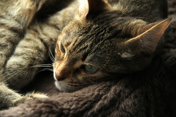 Cute fluffy cat with green eyes lies on a soft blanket on a couch.