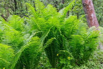 Sticker - Green fern in a forest