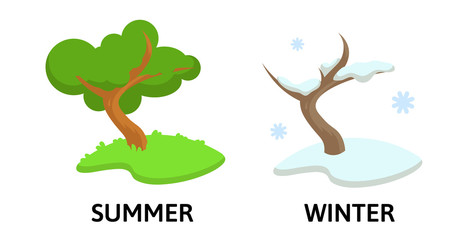 Wall Mural - Words winter and summer opposites flashcard with cartoon tree in two seasons. Opposite nouns explanation card. Flat vector illustration, isolated on white background.