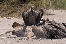 White-backed Vultures Eat The Carcass Of A Dead Greater Kudu, Chobe National Park, Botswana