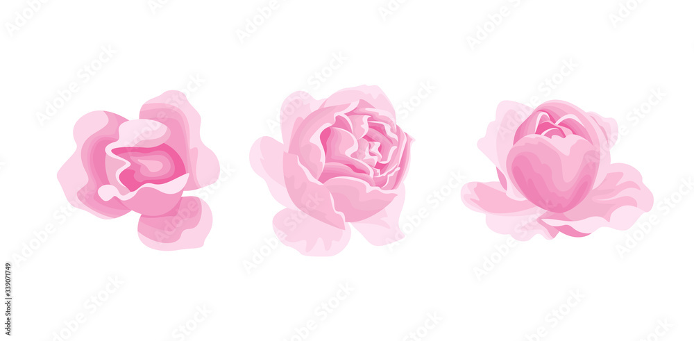 Roses isolated on white background. Vector illustration of three pink ...