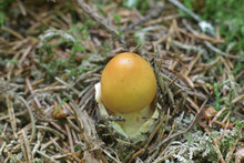  Orange Grisette Mushroom, Known Also As Saffron Ringless Amanita, Amanita Crocea, Wild Mushroom From Finland