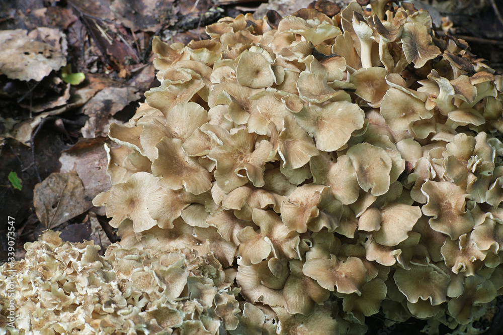 Polyporus umbellatus is a rare, edible species of mushroom, known as ...