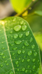 Wall Mural - closeup of morning dew on green leaf.