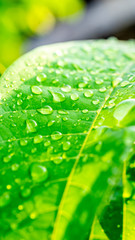 Wall Mural - closeup of morning dew on green leaf.