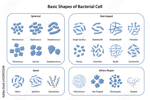 Set of basic shapes and arrangements of bacteria. Morphology