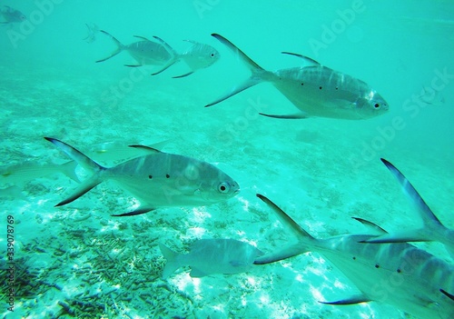 Fotomural Close-up Of Fishes Swimming In Sea