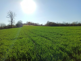 green field and blue sky