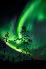 aurora borealis in finnish lapland behind a silhouette pine tree