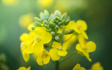 Closeup Of Flowering Colza (rapeseed Or Canola) Plant For Green Energy, Oil Industry And Honey Plant. Rape Seed Flower Macro View On Blurred Background.