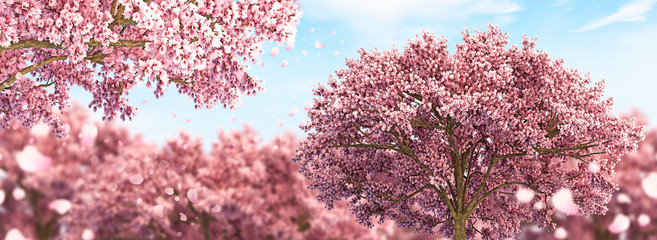 Ornamental garden with majestically blossoming large cherry trees on a fresh green lawn