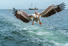 Pelican Approaching The Boat